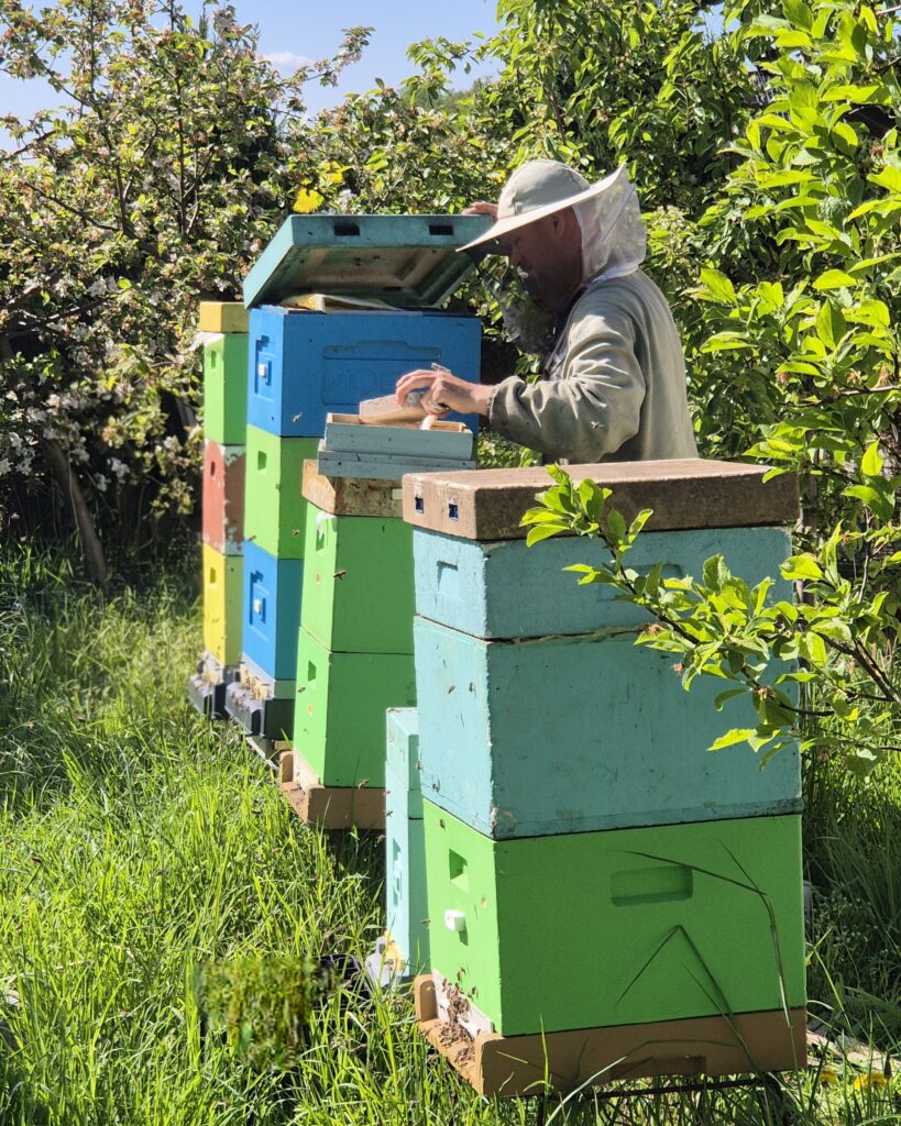 Pszczelarz przy Ulu - Wojciech